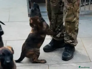 Mixed Breed dogs Malinois x presa canario - Advert 1