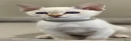 Siamese cats for sale: GCCF Registered Traditional Siamese Kittens.  - Advert 19