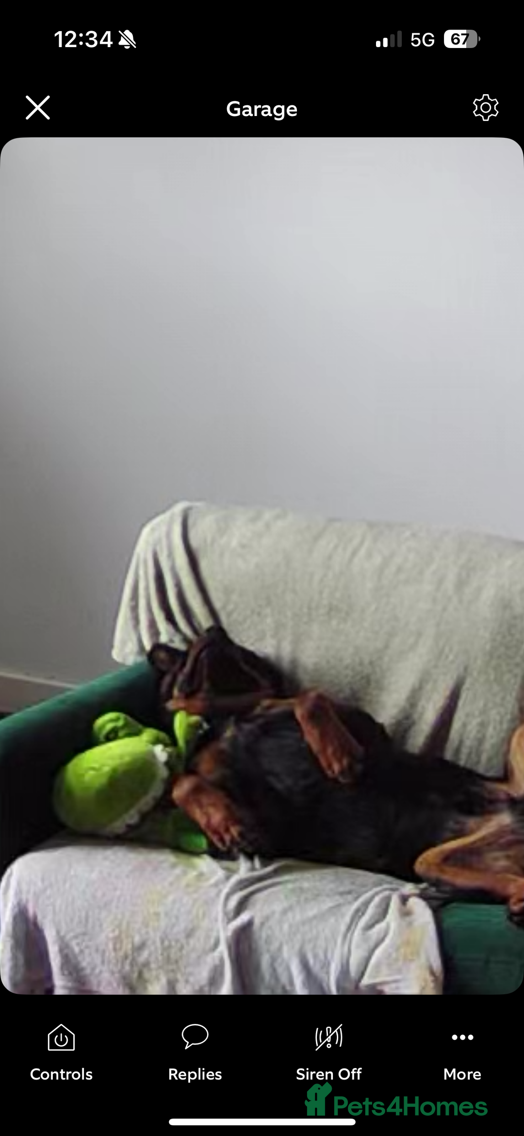 Rottweiler dogs for sale: Rotty looking for loving home (1.5yr old male) - Advert 2