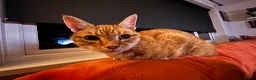 Domestic Shorthair cats for sale: Adult male cat for adoption - Advert 4