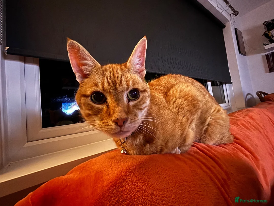 Domestic Shorthair cats for sale: Adult male cat for adoption - Advert 4