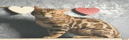 Bengal cats for sale: Stunning Silver TICA reg kitten - Advert 16