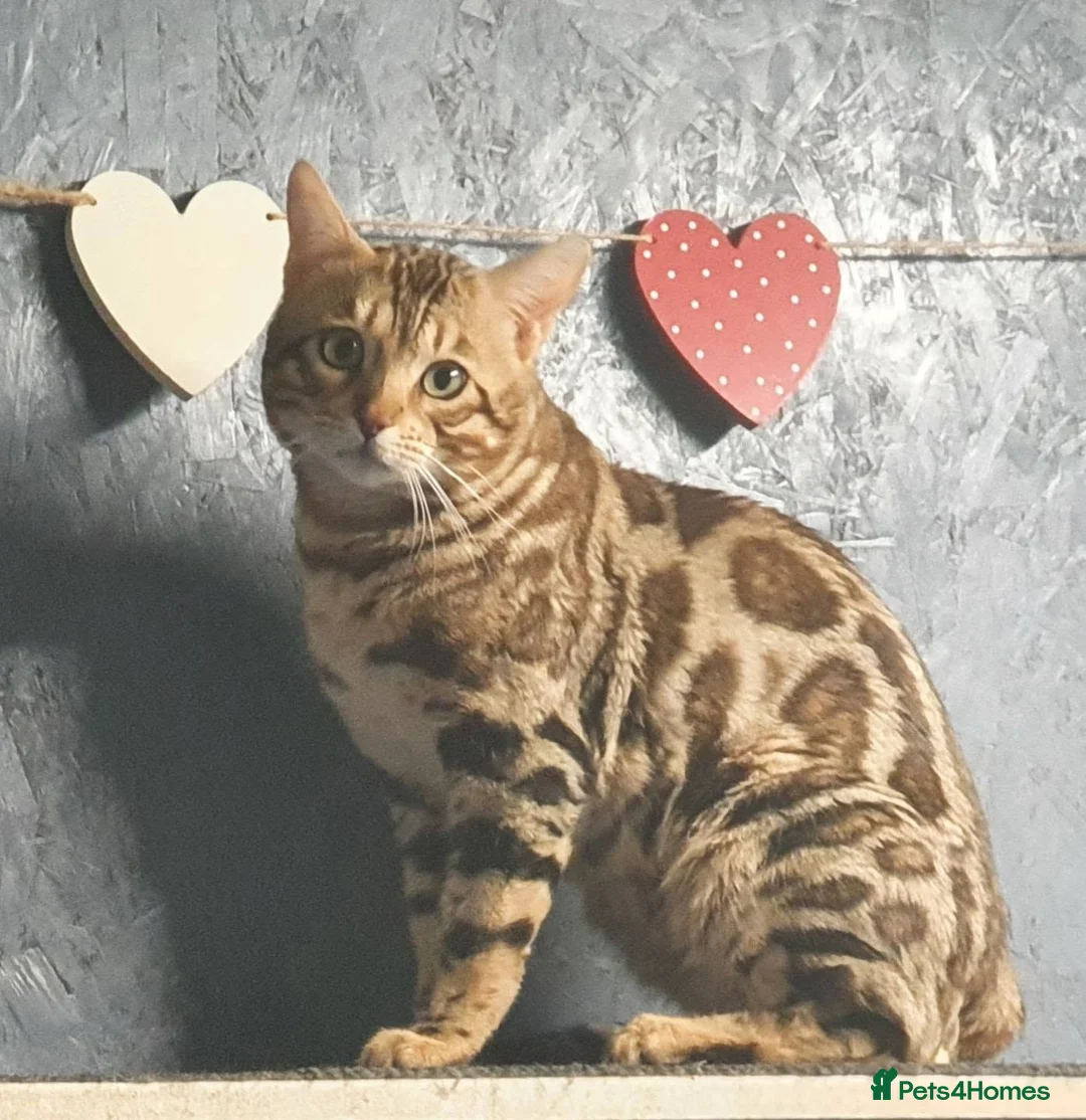Bengal cats for sale: Stunning Silver TICA reg kitten - Advert 16