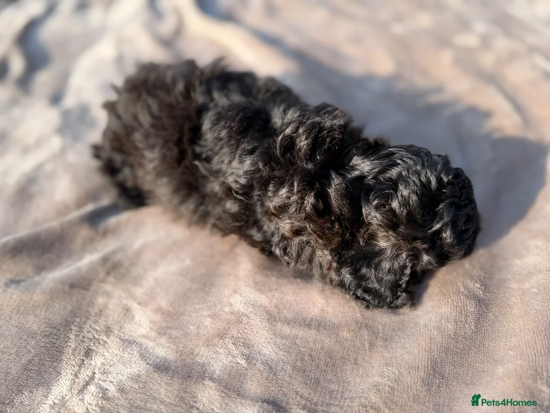 Cavapoochon dogs for sale: Handsome toy Cavapoochon puppies - Advert 28