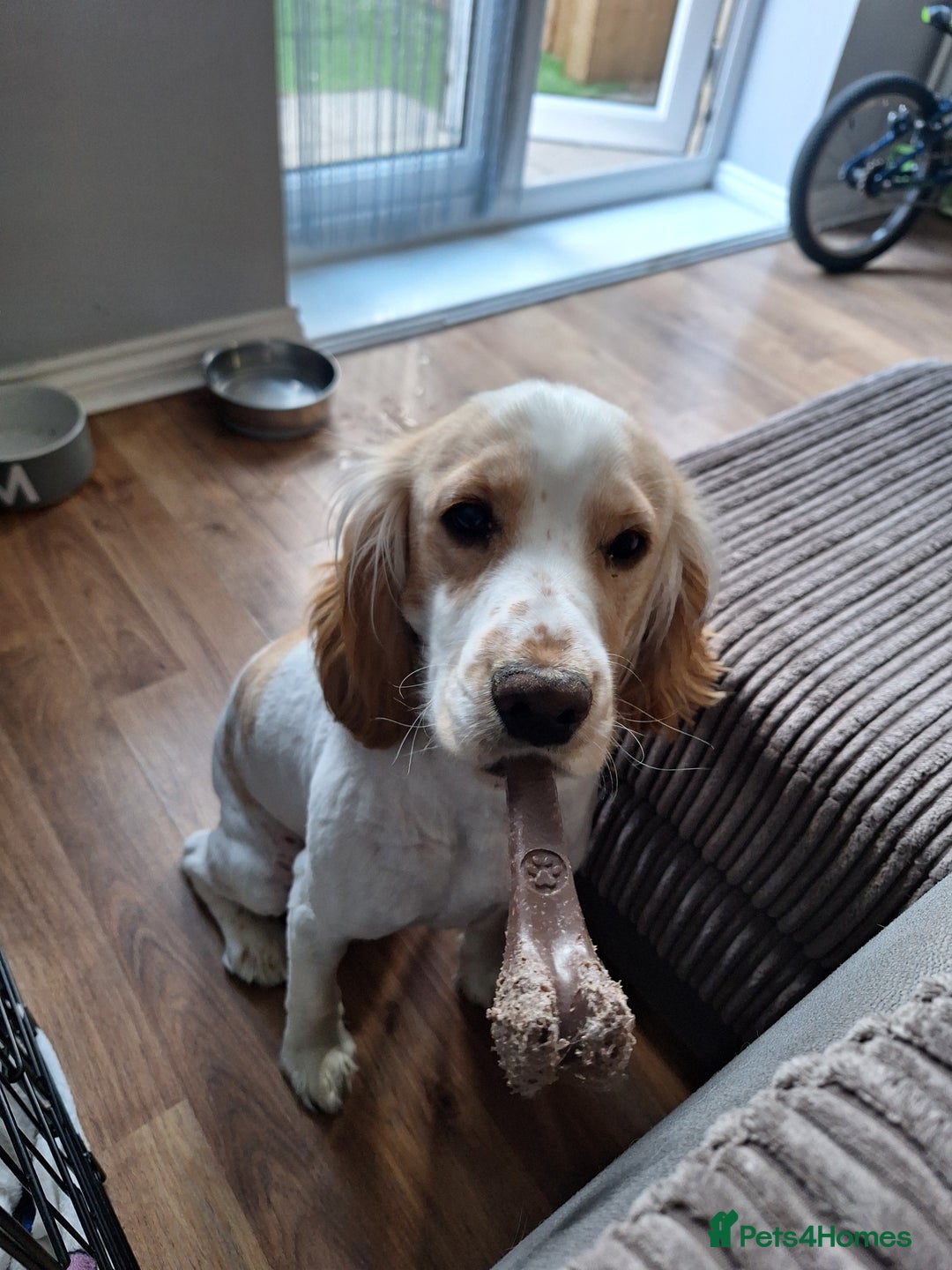 Cocker Spaniel dogs for sale: Male cocker spaniel 2years old  - Advert 5