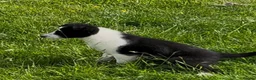Border Collie dogs for sale: Isds border collie pups  in Batley - Advert 4