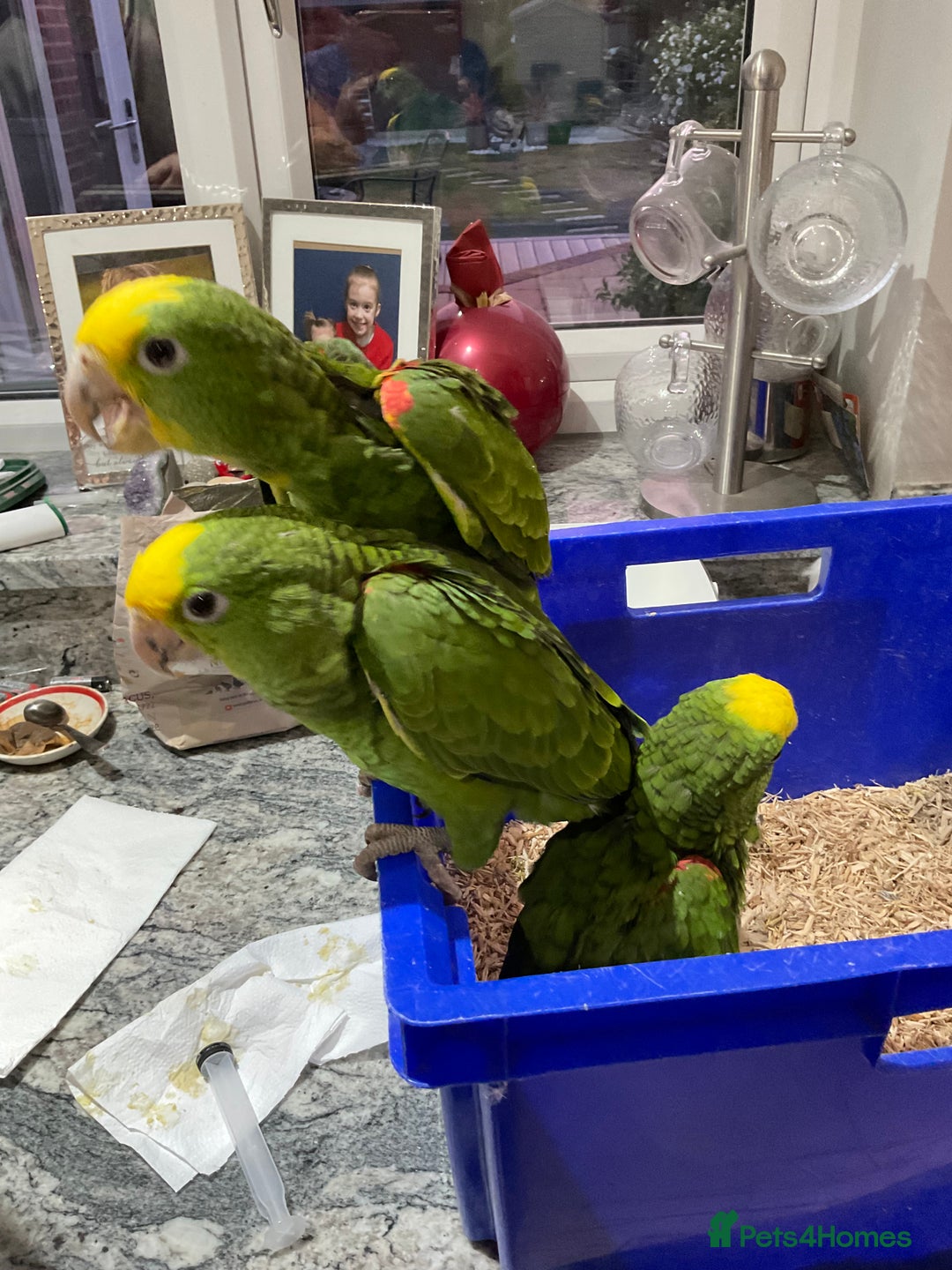 Parrots birds for sale: BABY HANDREARED DOUBLE YELLOW HEADED AMAZONS - Image 5
