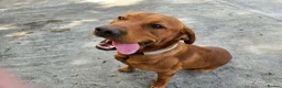 Labrador Retriever dogs for stud: Fox red stud dog  - Advert 12