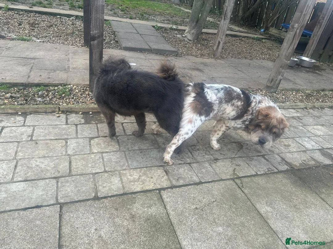 Shar Pei dogs for stud: Casanova - Tan pointed flower bear coat 🏆 - Advert 2