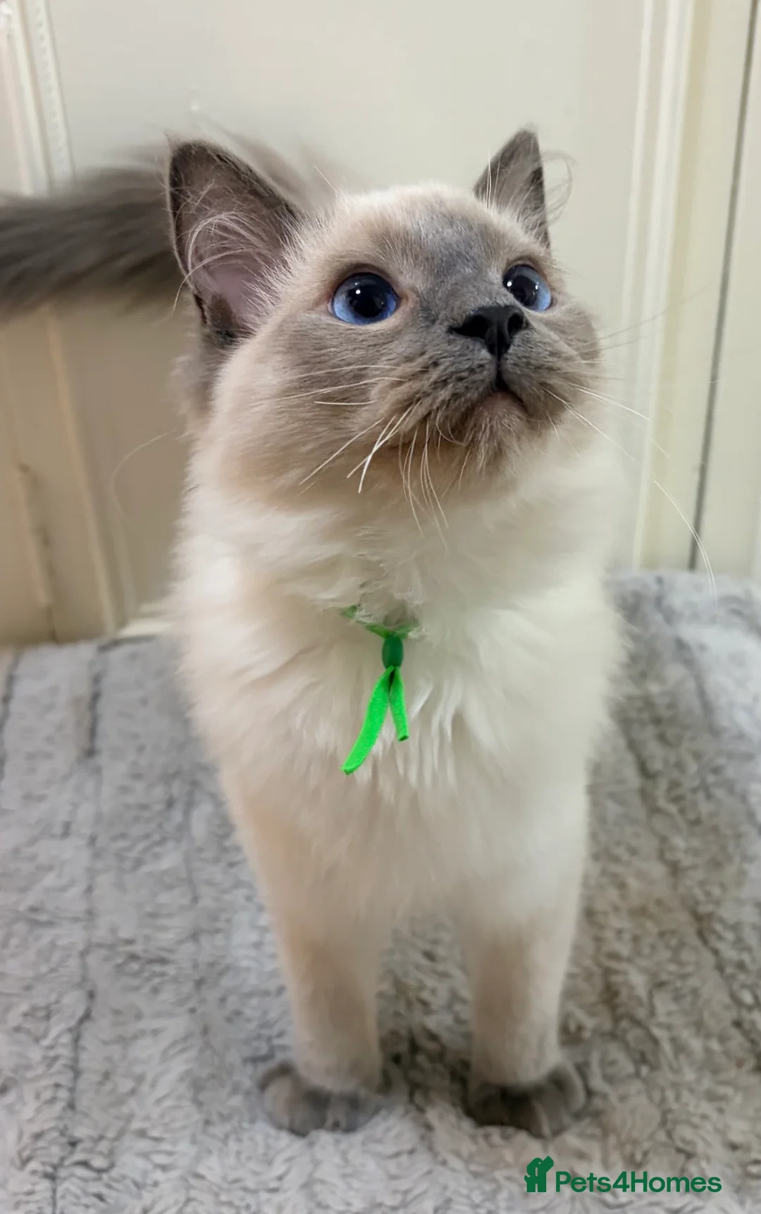 Ragdoll cats for sale: Beautiful full pedigree Ragdoll kittens for sale. - Advert 4