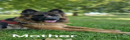German Shepherd dogs for sale: Outstanding pedigree German Shepherd Girls  - Advert 12