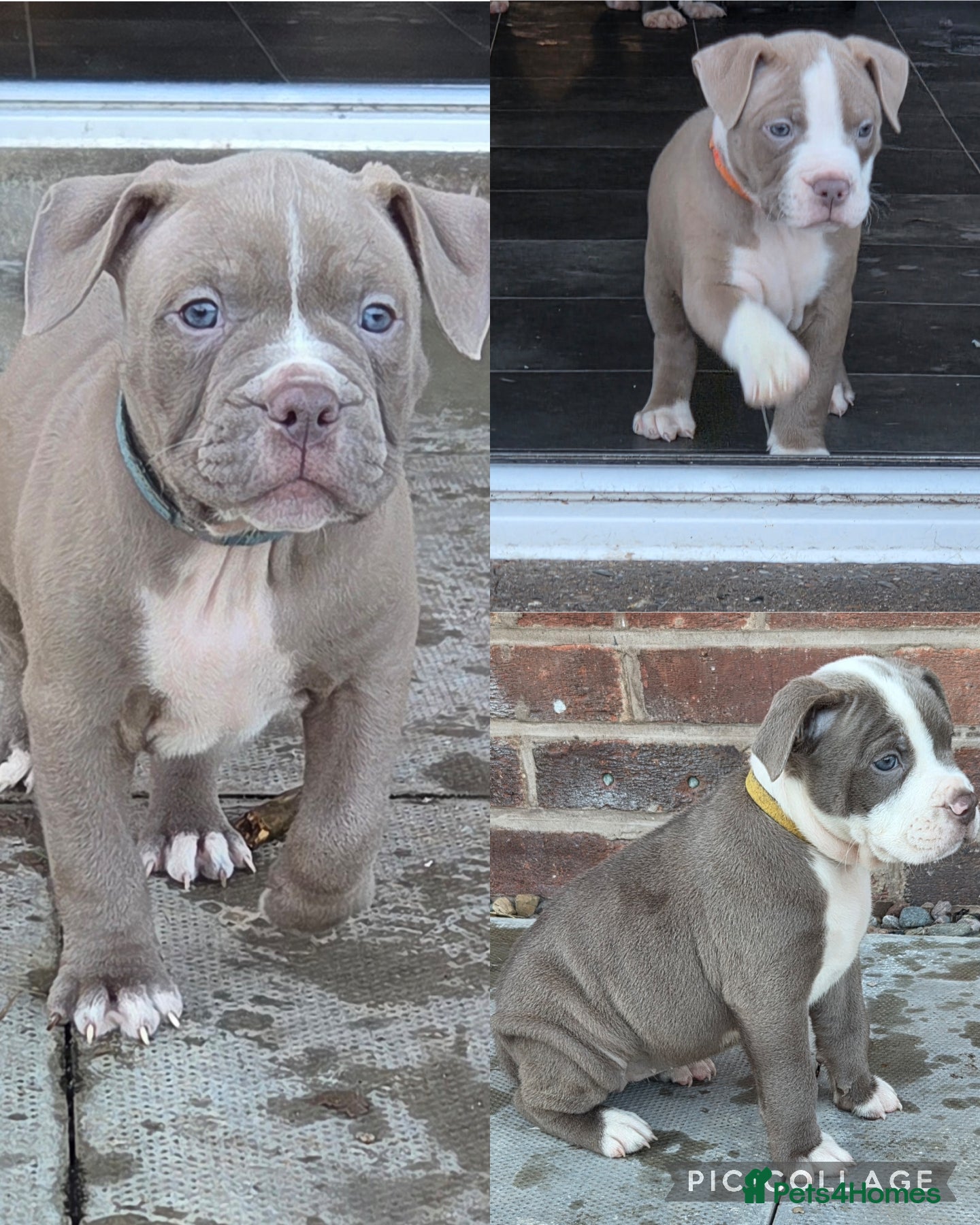Mixed Breed dogs Old english bulldog cross american bulldog 😍❤️  - Advert 4