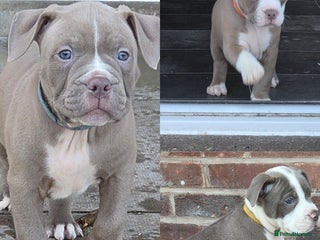 Mixed Breed dogs Old english bulldog cross american bulldog 😍❤️ - Advert 13