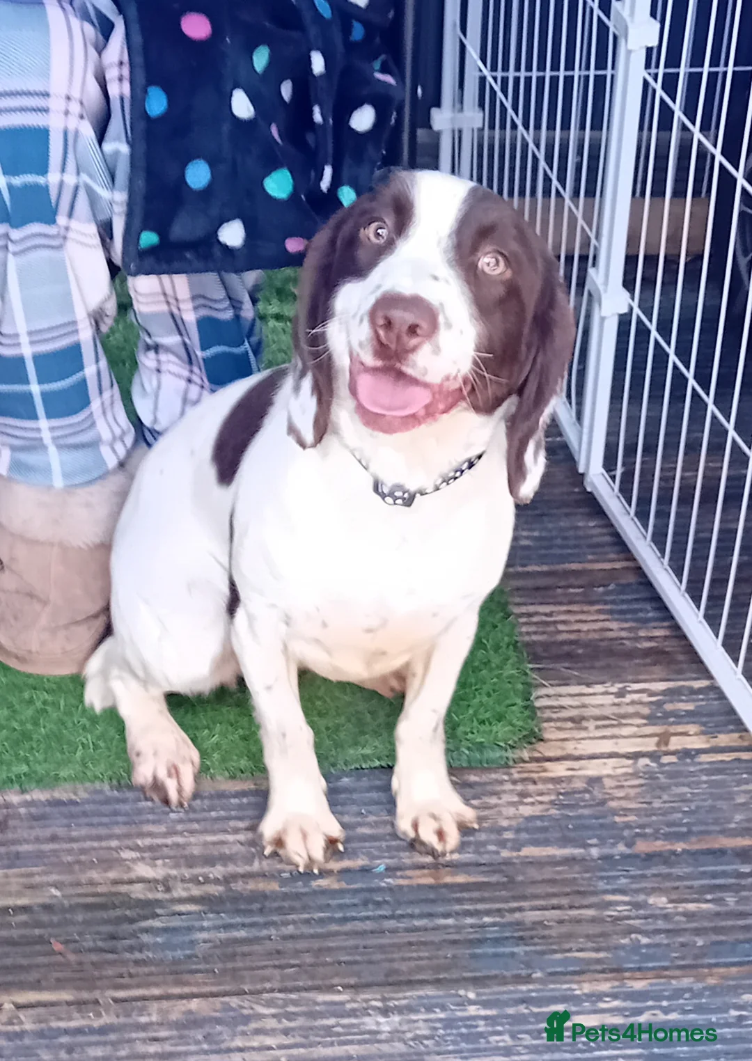 English Springer Spaniel dogs for sale: English springer  - Advert 7