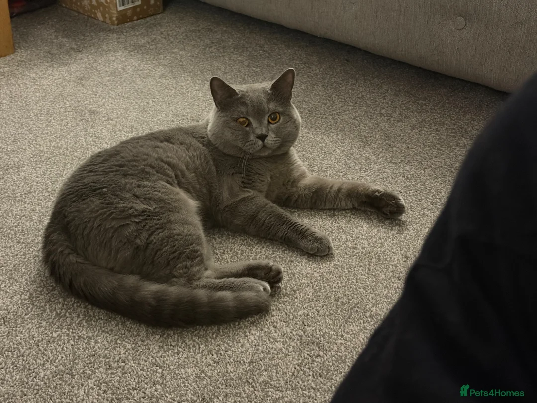 British Shorthair cats for sale: Beautiful GCCF kittens  in Wakefield - Advert 4