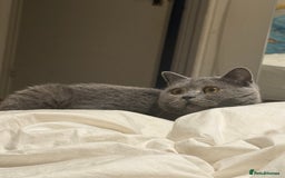 British Shorthair cats for sale: British short hair cute  - Advert 3