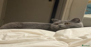 British Shorthair cats British short hair cute  - Advert 6