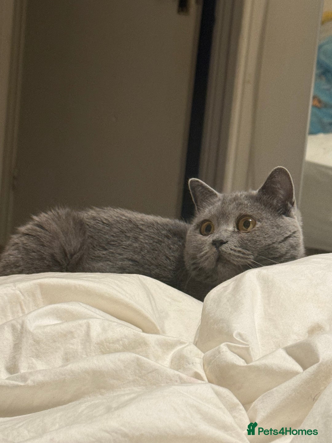 British Shorthair cats for sale: British short hair cute  - Advert 3