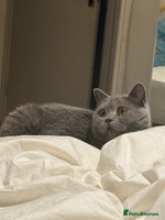 British Shorthair cats British short hair cute - Advert 4