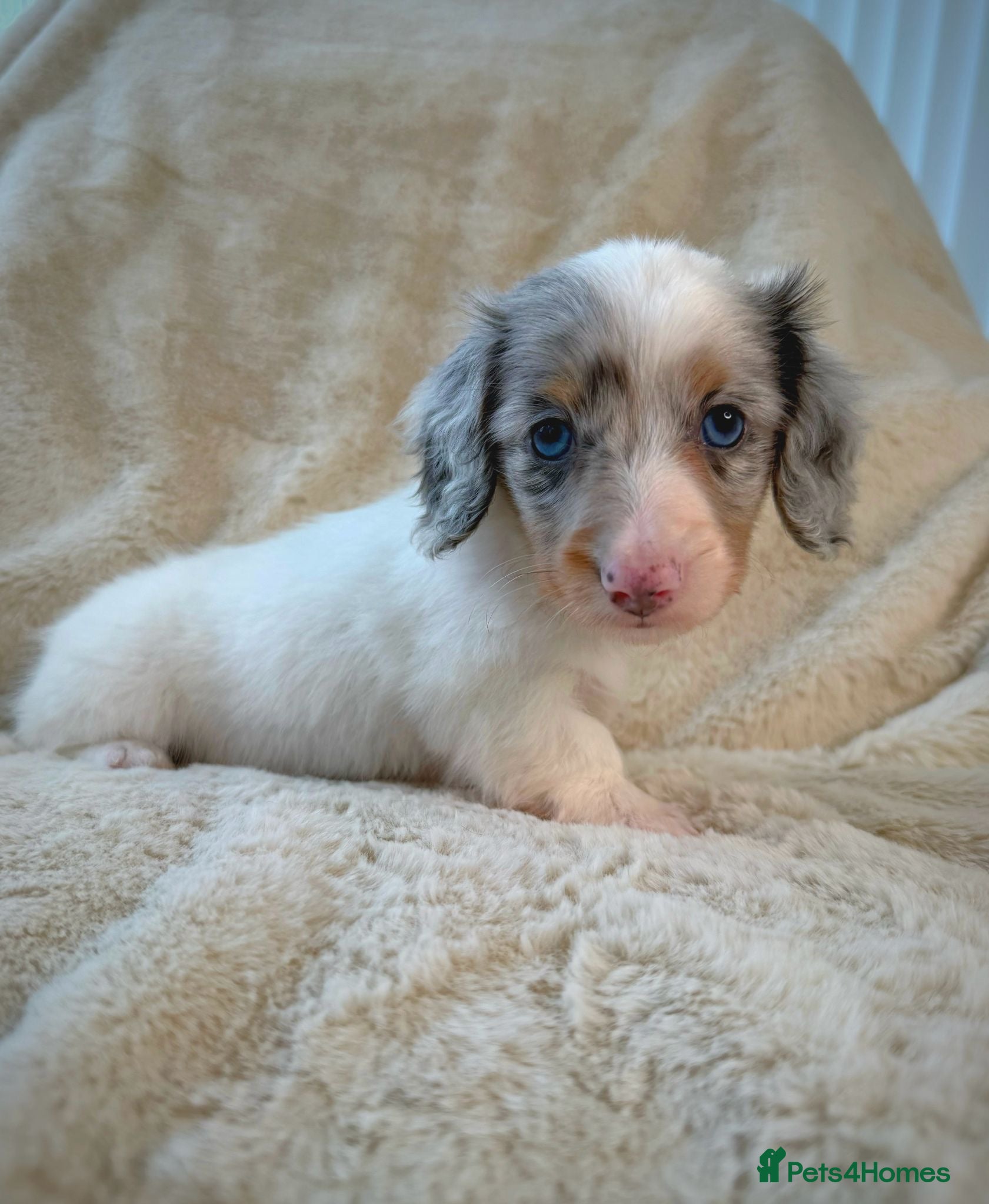 Miniature Dachshund dogs Kc miniature long haired dachshunds  - Advert 2