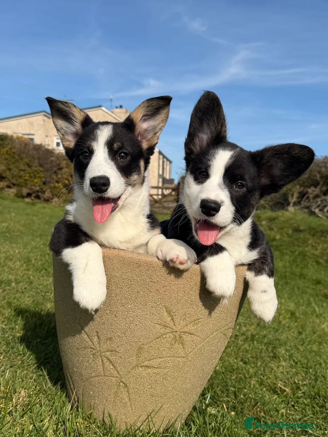 Welsh Corgi Cardigan dogs for sale: ⭐️Beautiful Cardiganshire Corgi Pups *1 LEFT*⭐️ - Advert 2