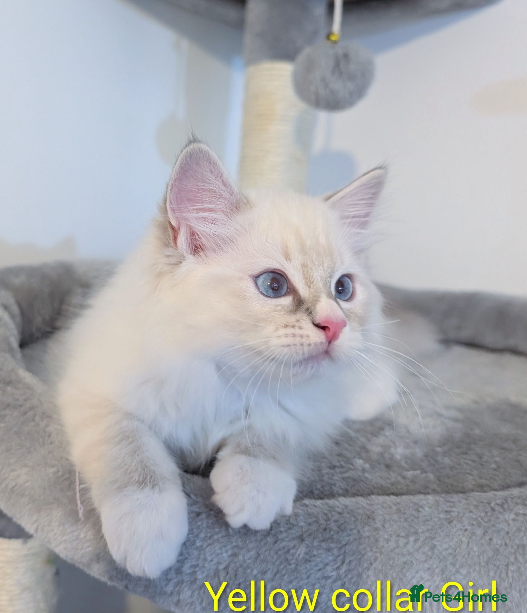 Ragdoll cats Grand champion lines TICA Ragdoll kittens  - Advert 1