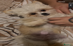 Malshi dogs for sale: Phoebe  - Image 2