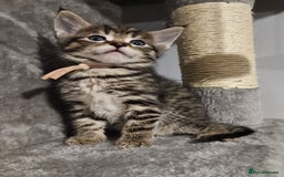 Russian Blue cats for sale: Mix Russian Blue and Maine Coon - Image 2