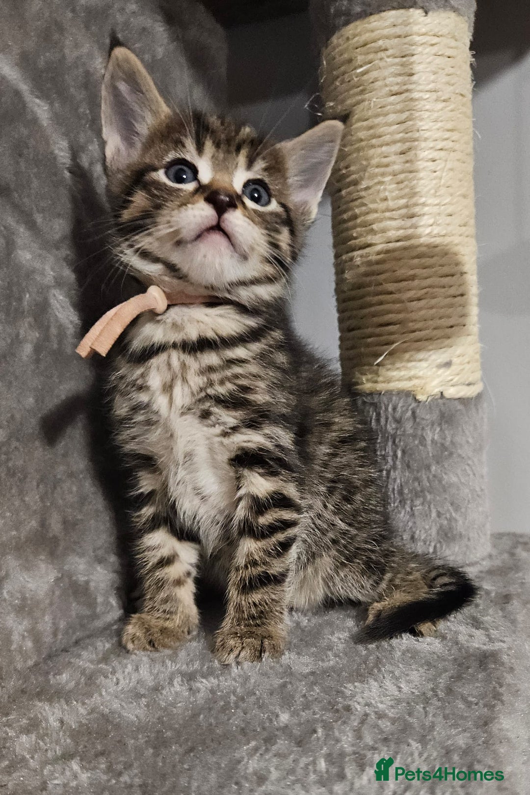 Russian Blue cats for sale: Mix Russian Blue and Maine Coon - Image 2