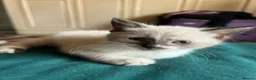 British Longhair cats for sale: Kittens in Romford - Advert 7