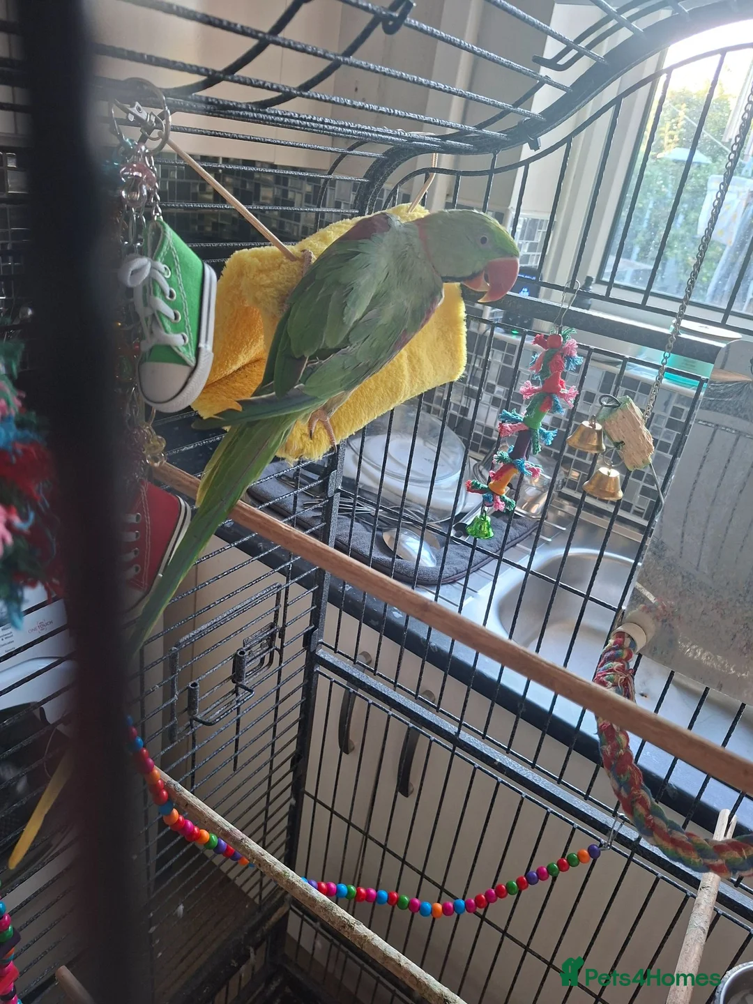 Parrots birds for sale: Alexandrine and quaker parrots  - Advert 5