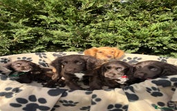 Cocker Spaniel dogs for sale: 5 beautiful cocker spaniels  - Advert 1