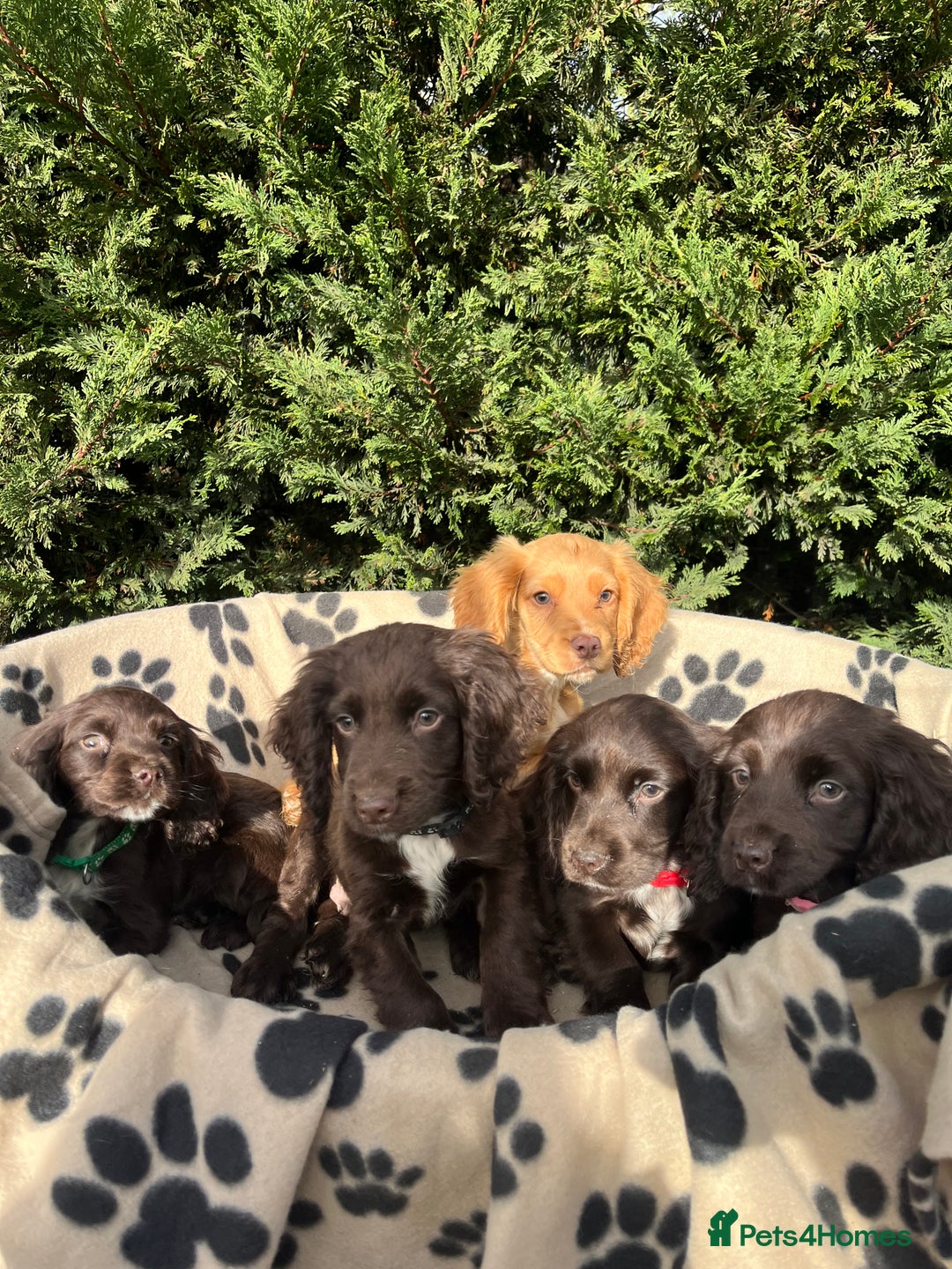 Cocker Spaniel dogs for sale: 5 beautiful cocker spaniels  - Advert 1