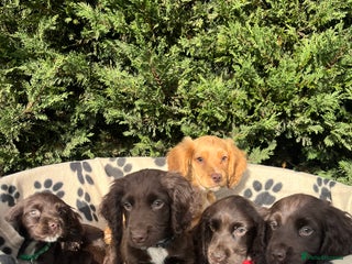 Cocker Spaniel dogs for sale: 5 beautiful cocker spaniels - Advert 1