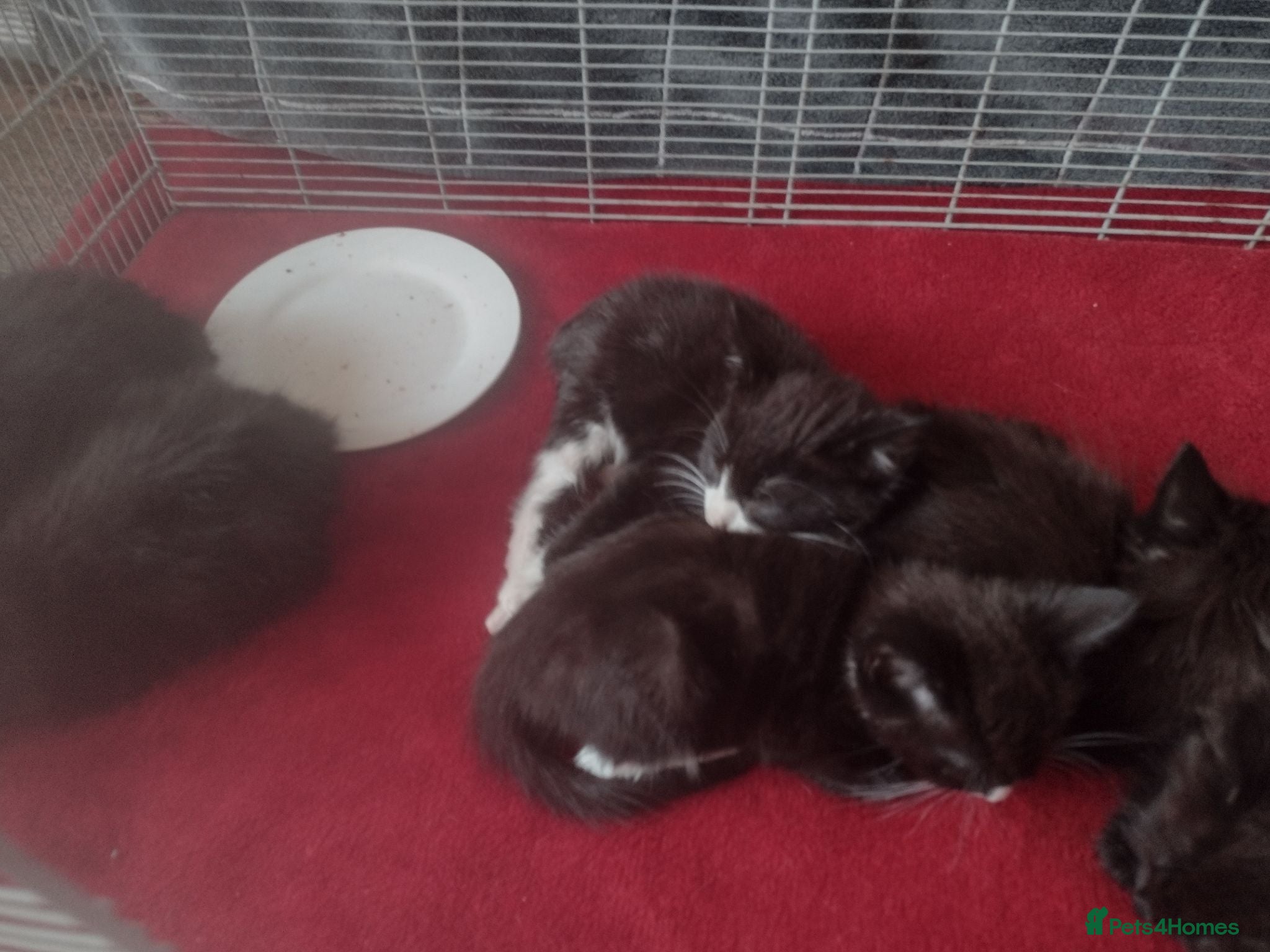 Mixed Breed cats 9 week old kittens  - Advert 3
