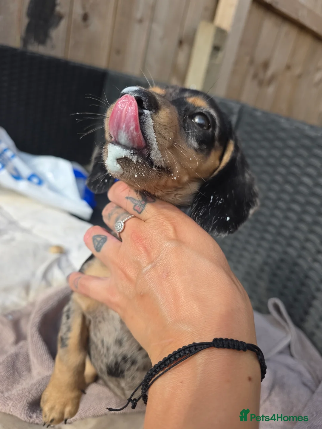 Dachshund dogs for sale: 10month old Dachshund  - Advert 4