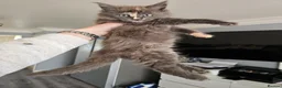Maine Coon cats for sale: pure MAINE COONS - Advert 5
