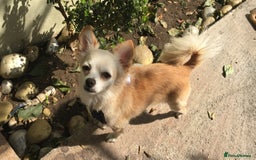 Chihuahua dogs for stud: Luke  - Image 2