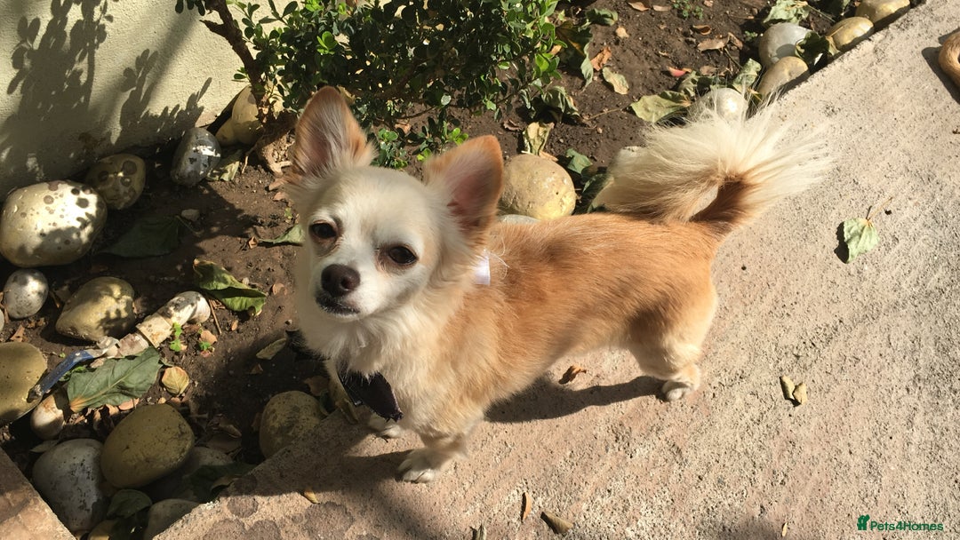 Chihuahua dogs for stud: Luke  - Image 2
