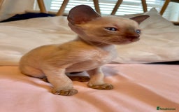 Cornish Rex cats for sale: Cornish Rex boys x2  - Image 3