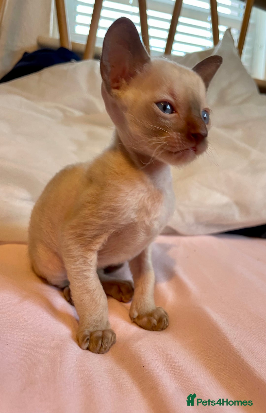 Cornish Rex cats for sale: Cornish Rex boys x2  - Image 3