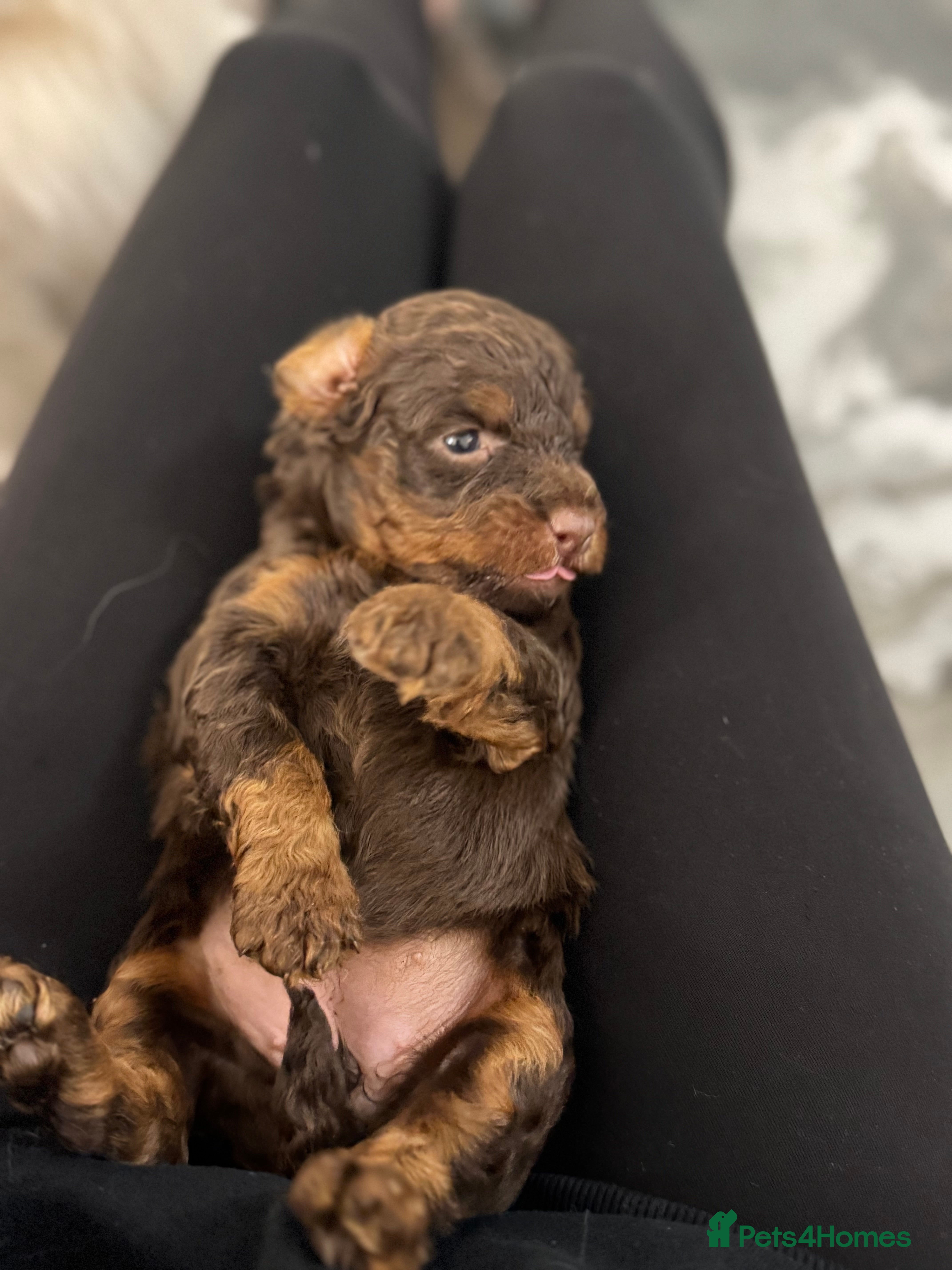 Aussiedoodle dogs 2 LEFT!! Miniature Aussiedoodle Puppies ⭐️ - Advert 1