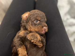 Aussiedoodle dogs 2 LEFT!! Miniature Aussiedoodle Puppies ⭐️ - Advert 9