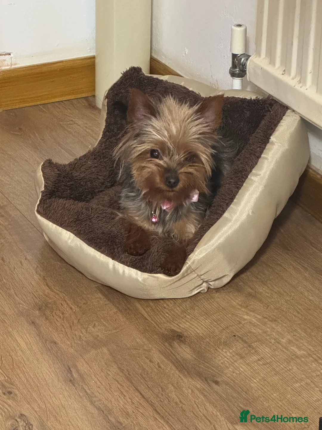 Yorkshire Terrier dogs for sale: Meet Nina -Quiet and Sweet Yorkie 💕 - Advert 3