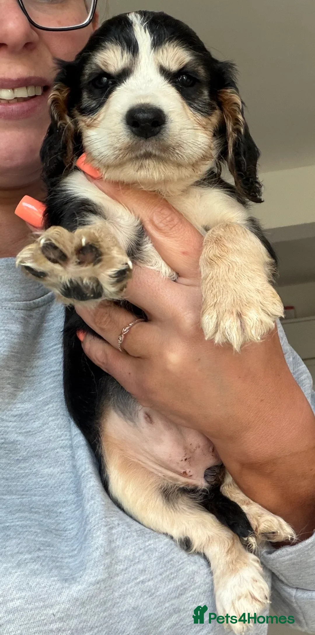 Cocker Spaniel dogs for sale: Show cocker pups  - Advert 11
