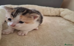 Mixed Breed cats for sale: 3 Adorable Fluffy Kittens - Image 4