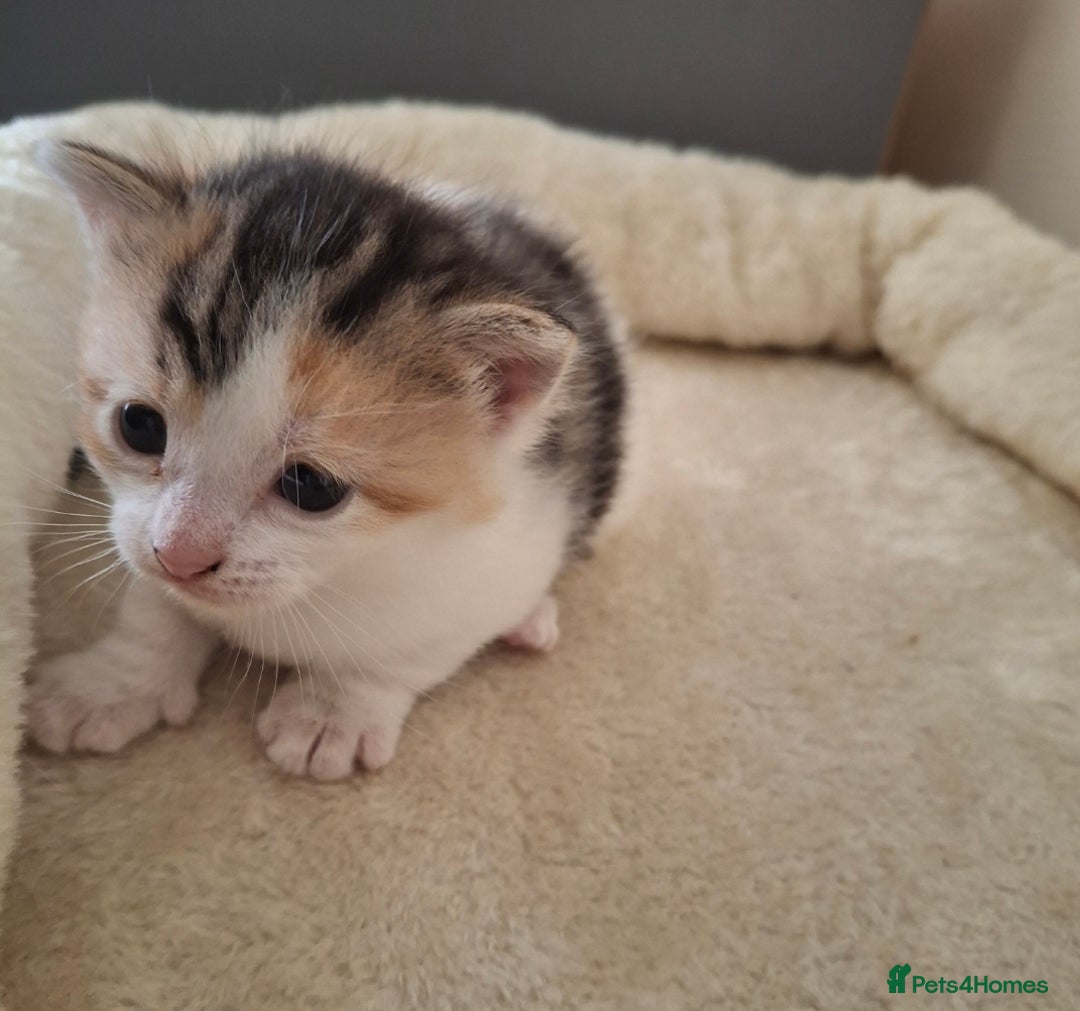 Mixed Breed cats for sale: 3 Adorable Fluffy Kittens - Image 4
