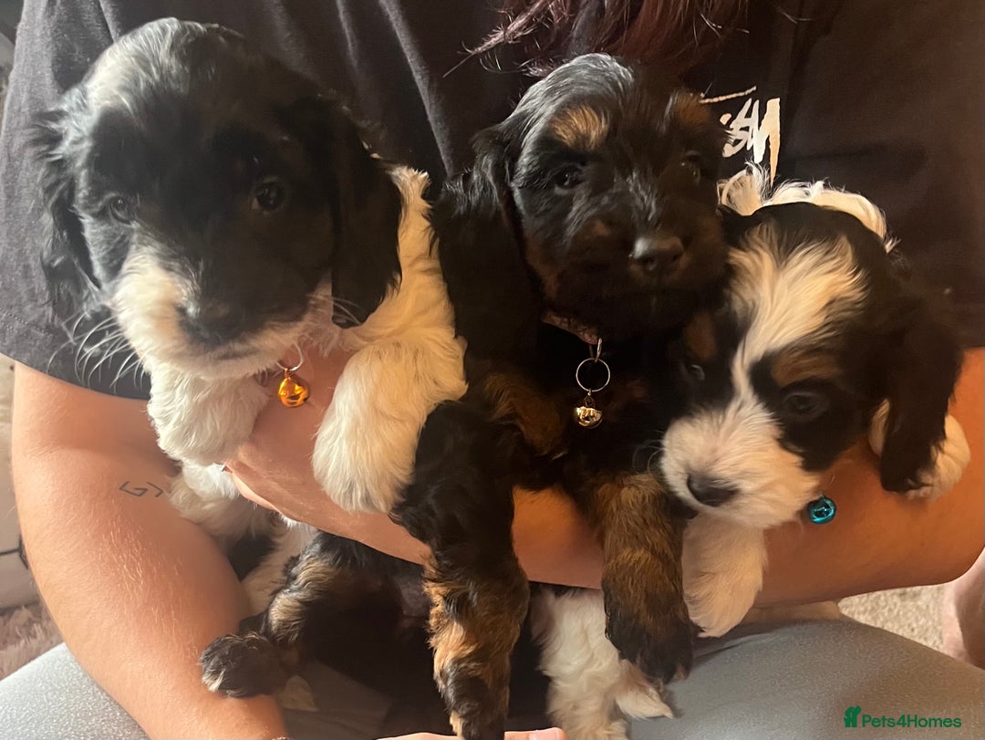Cockapoo dogs for sale: Playful Cockerpoos  - Image 5