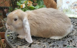 French Lop rabbits for sale: Giant French Lop Planned Litters - Vaccinated   - Image 4