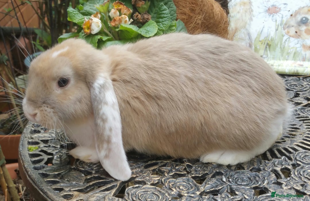 French Lop rabbits for sale: Giant French Lop Planned Litters - Vaccinated   - Image 4